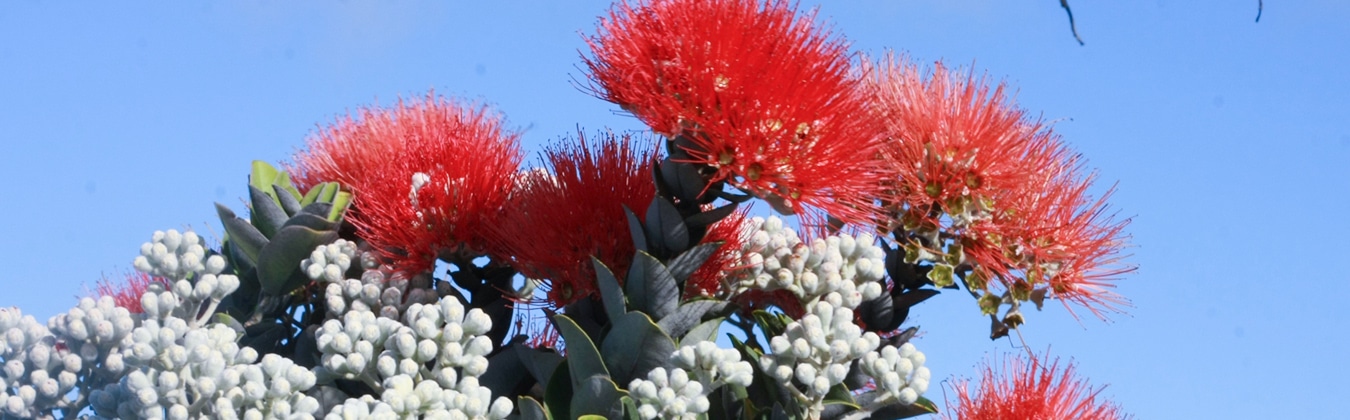 ワークショップ